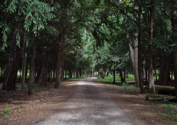 Stezka mezi stromy v lese - Fotografie, Obrázek