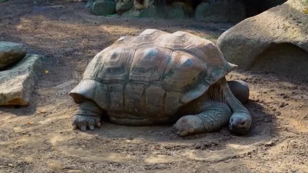 La tortuga gigante de Aldabra (Aldabrachelys gigantea) en la isla Curieuse (el sitio de un exitoso programa de conservación de tortugas silvestres) de la isla Praslin en las Seychelles - Imágenes, Vídeo