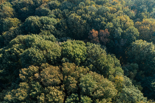 Vista aérea del bosque. Otoño salvaje escena de la naturaleza. Canopy marrón de árboles de arriba - Foto, Imagen