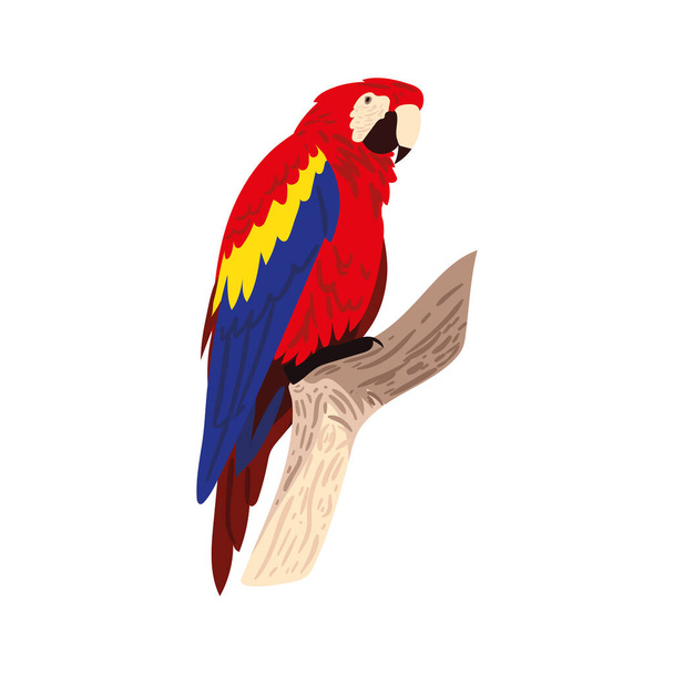 macaw on branch icon isolated - Vector, Image