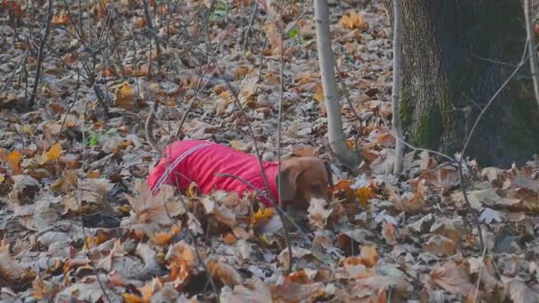 Αγαπημένο σκυλί βόλτες στο δάσος με κόκκινα ρούχα. Ντασούντ. Κυνήγι - Πλάνα, βίντεο