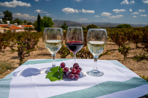 Degustación de vinos tintos y blancos en viñedos de Chipre. Producción de vino en Chipre, ruta turística del vino y visita de bodegas. - Foto, imagen