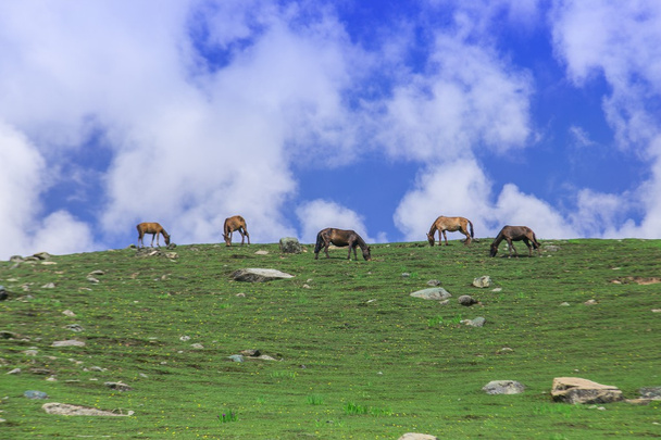 βόσκοντας τα άλογα στα βουνά - Φωτογραφία, εικόνα