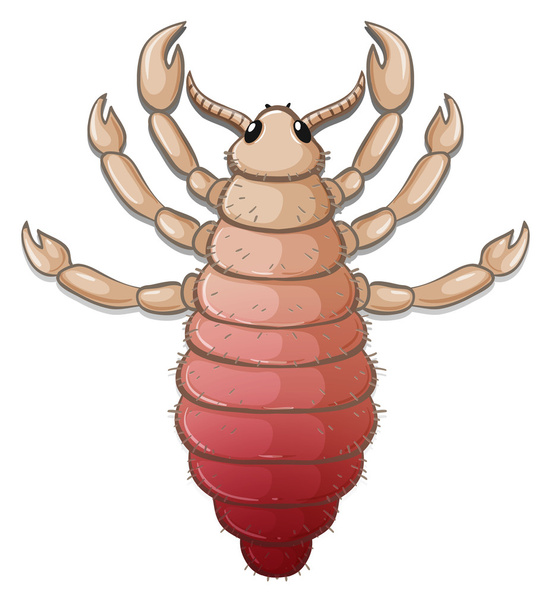 A louse - Vector, Image