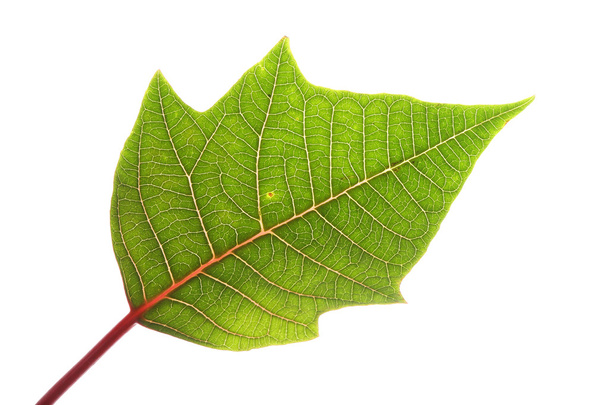 green leaf of poinsettia christmas tree isolated - Photo, Image