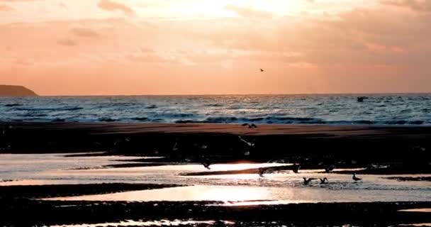 4k doğal sahil manzarası gün batımında ve vahşi yaşam sahnesinde uçan ve yürüyen martı kuşu. Yüksek kaliteli HD görüntüler - Video, Çekim
