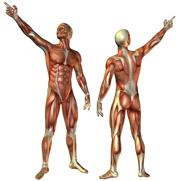Мускулистый человек спереди и сзади
 - Фото, изображение