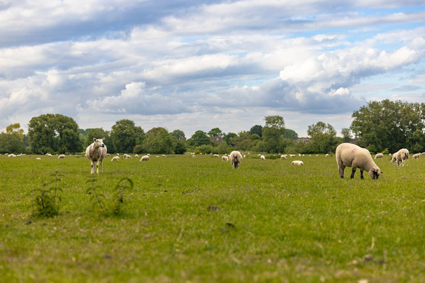 Lacock - 29. Mai 2022: Schafe auf dem Land in der alten ländlichen Stadt Lacock, England. - Foto, Bild