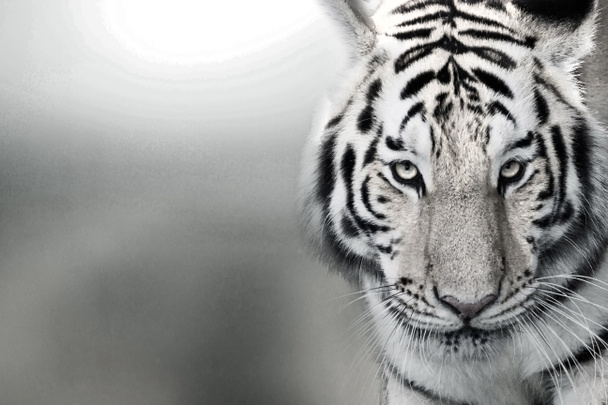 Tigre, retrato de un tigre de bengala
. - Foto, imagen