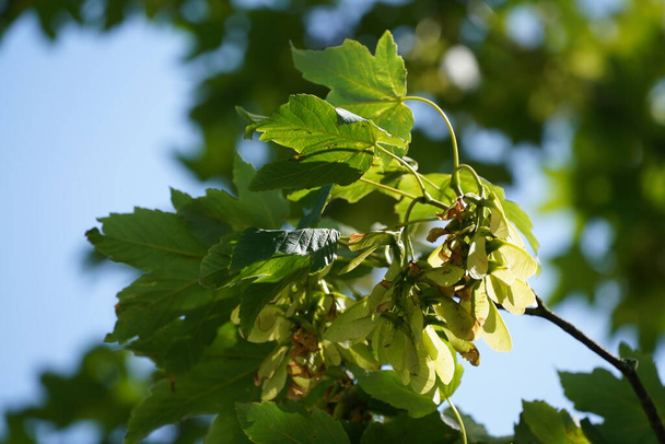 Sycamore or Acer pseudoplatanus also known as Great maple, Lock-and-key-tree - Photo, Image