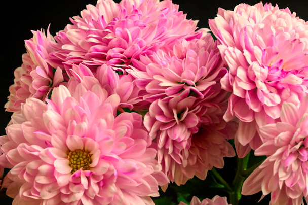 beautiful pink chrysanthemum flowers on the dark background - Foto, Imagen