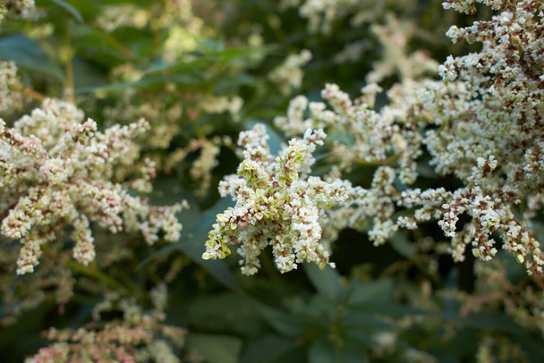 White flowers of polygonaceae persicaria polymarpha in the garden. Summer and spring time  - Photo, Image