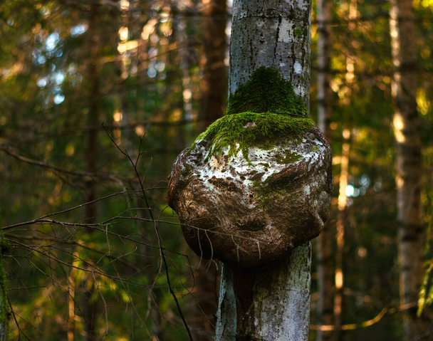 extraordinario tronco de árbol con una cara - Foto, Imagen