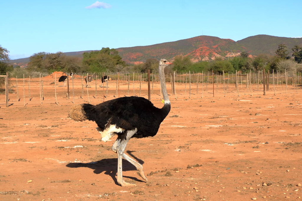 Ostrich farm near Oudtshoorn in South Africa - Фото, изображение