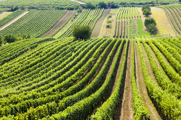 vineyard called Noviny near Cejkovice, Czech Republic - Photo, Image