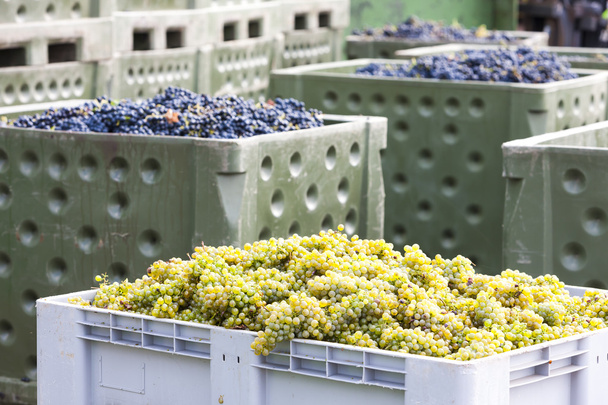 урожай вина, Южная Моравия, Чехия
 - Фото, изображение
