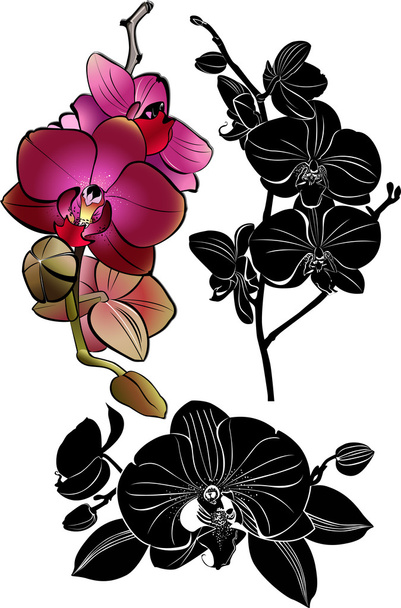 Branches of beautiful orchids - Vector, Image