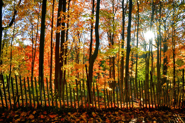 Napfény az őszi levelek színe lencse fáklya - Fotó, kép