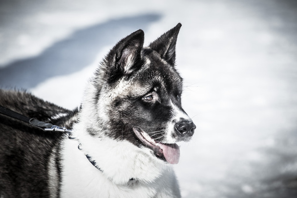 Koira, jolla on suuri musta märkä nenä ja vaaleanpunainen kieli. Lähellä. Matala
  - Valokuva, kuva