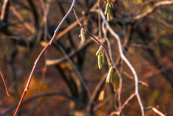Close-up of a common hazel plant or Corylus heterophylla growing in a forest. - Photo, Image