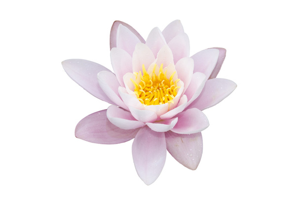 Цветок лотоса на белом фоне - Фото, изображение