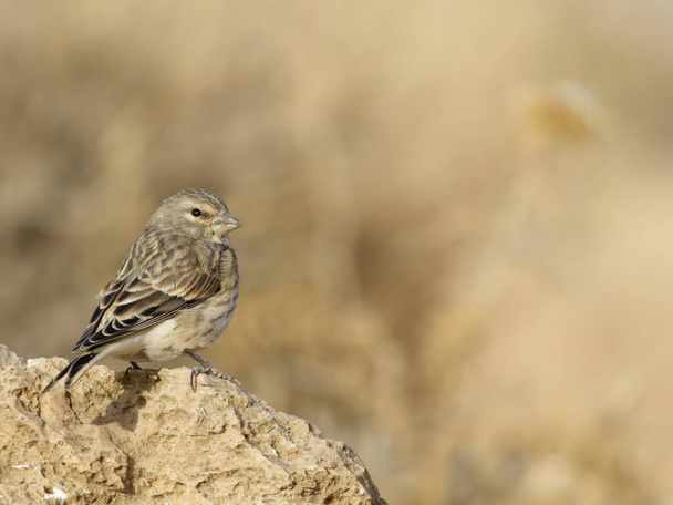 Linnet, Linaria cannabina, single bird on rock, Jordan, October 2022 - Photo, Image