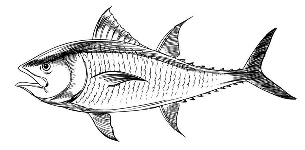 Atlanti-óceáni kékúszójú tonhal vektorának illusztrációja   - Vektor, kép