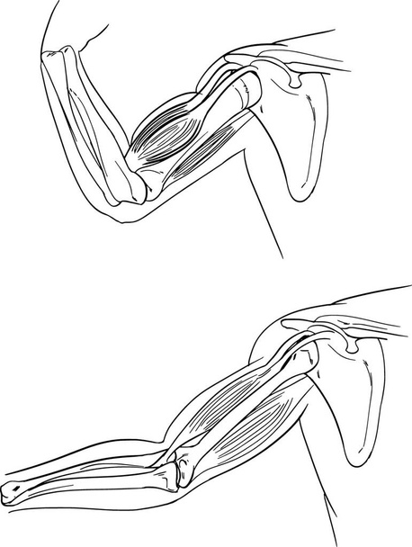 ilustración del brazo humano - Vector, imagen