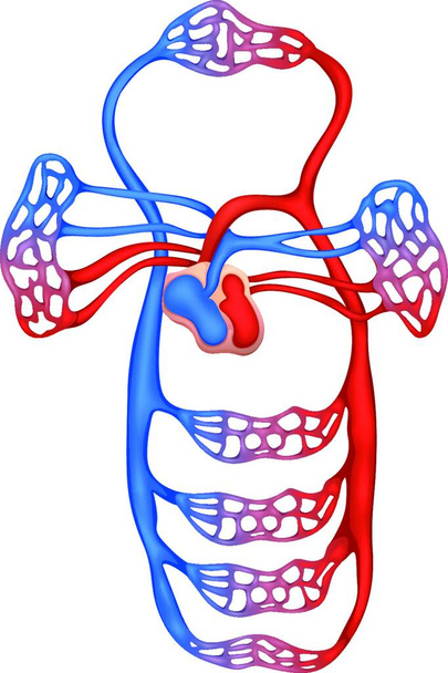 Ілюстрація системи кровообігу людини
 - Вектор, зображення