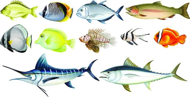 Illustration der verschiedenen Fische - Vektor, Bild