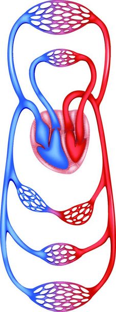 Illustration du vecteur sanguin de circulation - Vecteur, image