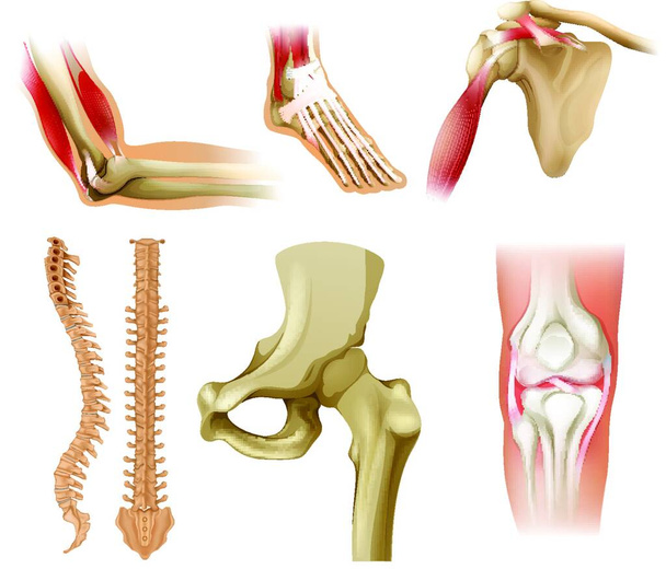 Různé lidské kosti, vektorové ilustrace jednoduchá konstrukce - Vektor, obrázek