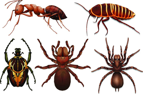 Különböző rovarok, vektor illusztráció egyszerű tervezés - Vektor, kép