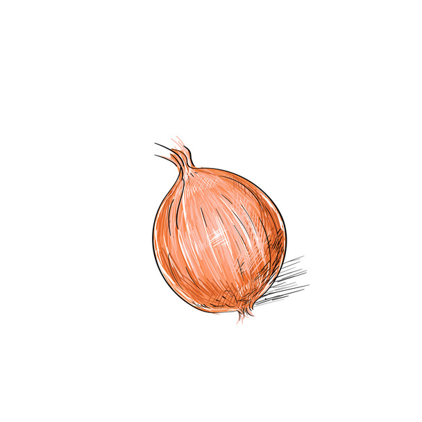 Brown onion bulb - Vector, Imagen
