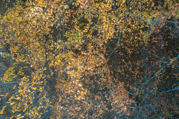 Luchtfoto van het bos. Een natuurpark. Bruin oranje geel boomblad - Foto, afbeelding