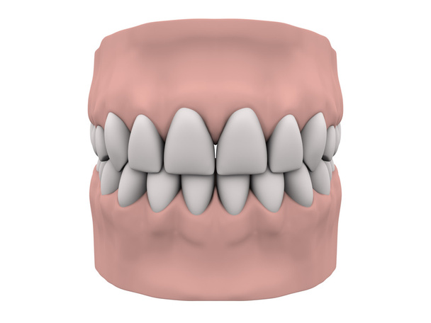 歯と歯茎 - 写真・画像