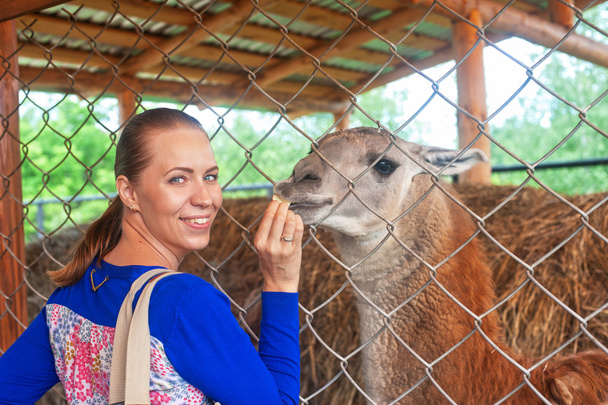 Beslenme lama lama - Fotoğraf, Görsel