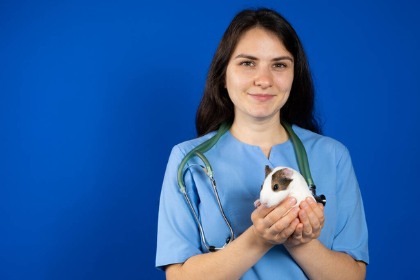A small guinea pig in the hands of a veterinarian on a blue background, a place to text - Foto, immagini