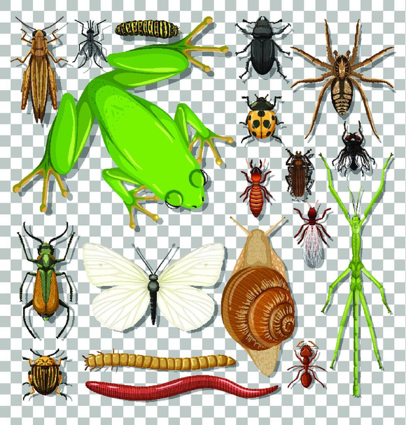 "Erilaisten hyönteisten joukko läpinäkyvällä taustalla" - Vektori, kuva