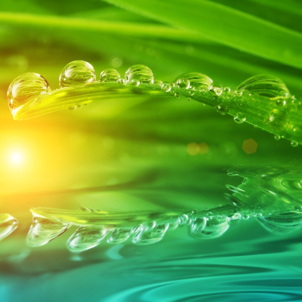 Grama verde fresca com gotas de água - Foto, Imagem