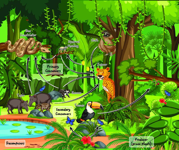 Diagram showing food web in the rainforest - Wektor, obraz