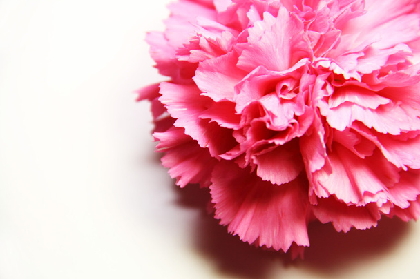 Pink carnation - Фото, зображення