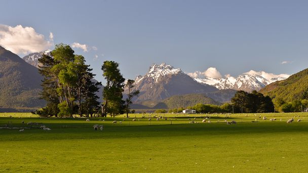 Prato verde con pecore circondate da alte montagne
 - Foto, immagini