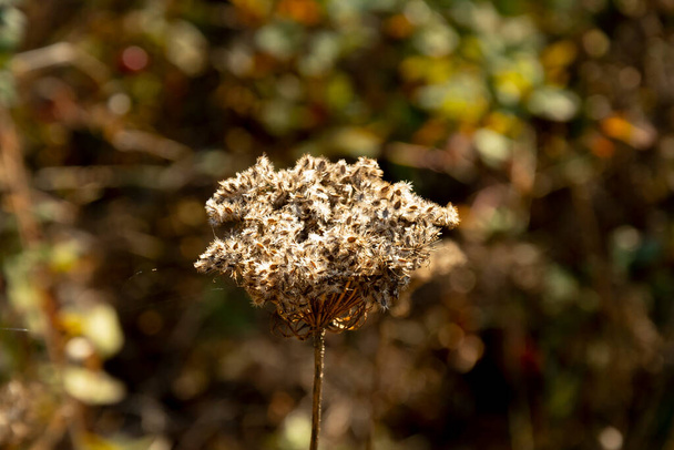 Nahaufnahme eines Klumpens getrockneter Wildblumen vor einem Hintergrund in der Natur.  - Foto, Bild