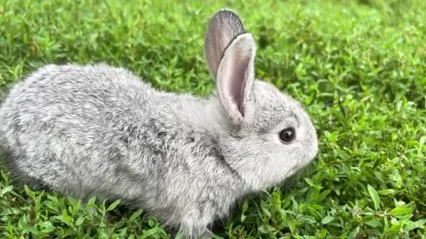 Un petit lapin gris broute sur de jeunes herbes vertes. Pâturage d'animaux domestiques. pelucheux banny - Séquence, vidéo