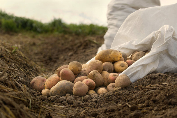 Haufen verschiedener Kartoffelsorten auf einem Acker, niedriger Blickwinkel, Ernte und Nahrungsmittelanbau - Foto, Bild