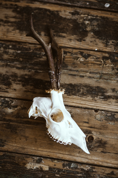 Buck kafatası eski kurulları - Fotoğraf, Görsel