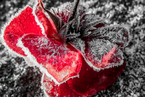 Rosa congelada
 - Foto, Imagem
