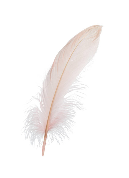 Fluffy beautiful beige feather isolated on white - Φωτογραφία, εικόνα