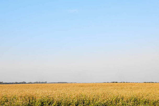 Όμορφη θέα του αγρού φαγόπυρου κάτω από τον γαλάζιο ουρανό - Φωτογραφία, εικόνα